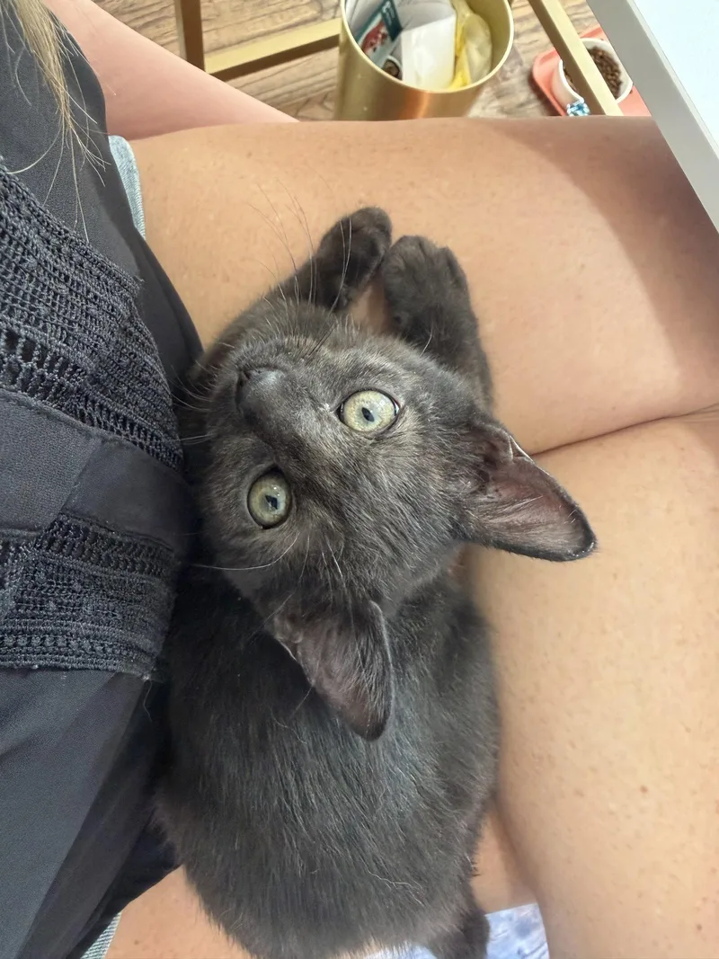 A young medium-sized male Domestic Medium Hair cat named Ash for adoption in Frisco, TX