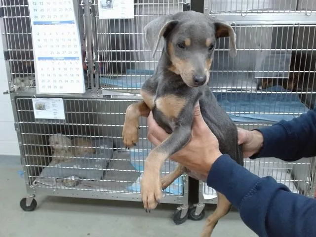 A baby small-sized male Miniature Pinscher dog named Bobby for adoption in Salinas, CA