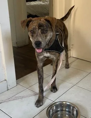 Buttercup thumbnail 2