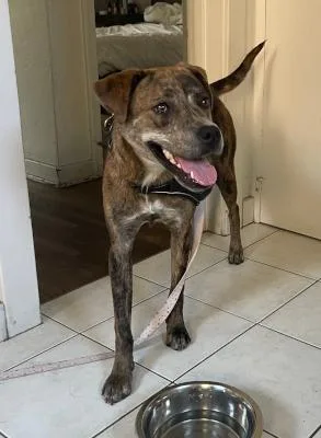 Buttercup thumbnail 3