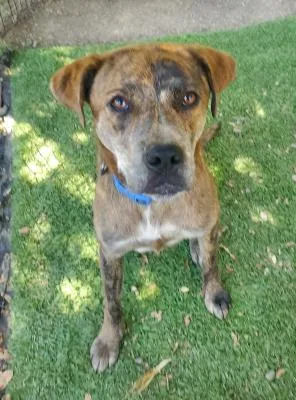 Buttercup thumbnail 4