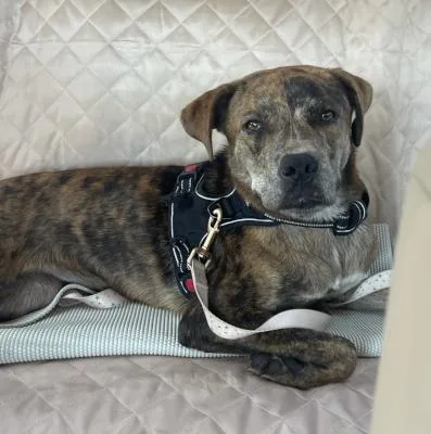 Buttercup thumbnail 5