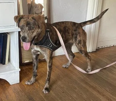 Buttercup thumbnail 6