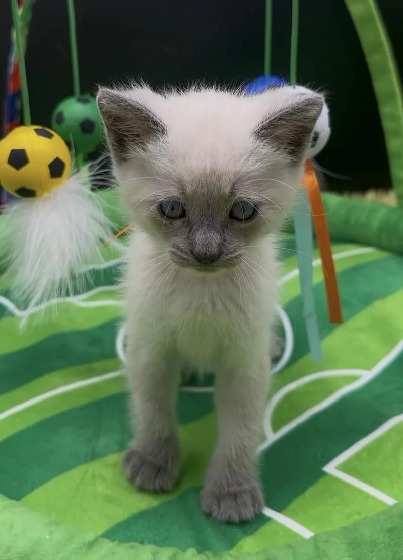 A baby medium-sized male Cream Point Domestic Short Hair cat named Nash for adoption in HUNTINGTON BEACH, CA