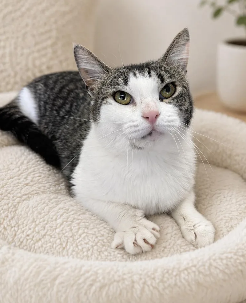An adult medium-sized female Tabby (Brown / Chocolate) Domestic Short Hair cat named Haven for adoption in Webster, NY