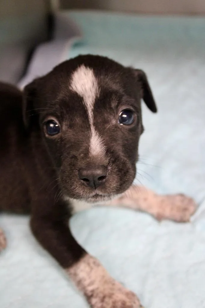 A baby medium-sized female Mixed Breed dog named Bo Peep for adoption in Morgantown, KY