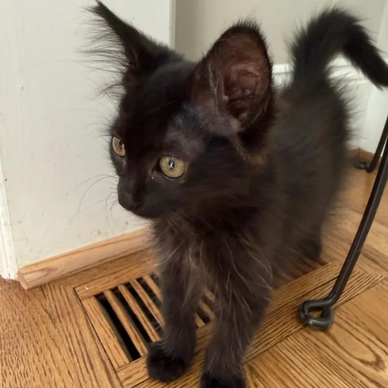 A baby small-sized male Domestic Short Hair cat named Fred for adoption in Cumming, GA