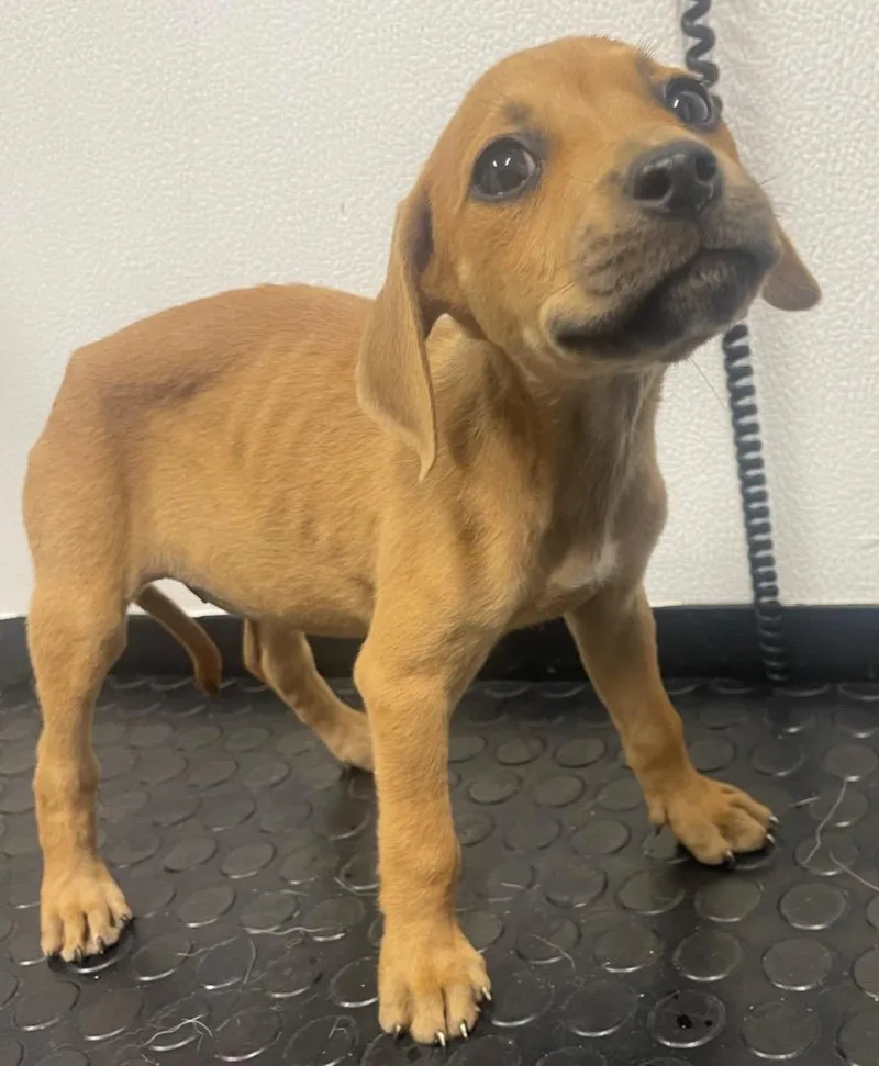 A baby medium-sized female Labrador Retriever dog named Wilma for adoption in Seven Points, TX