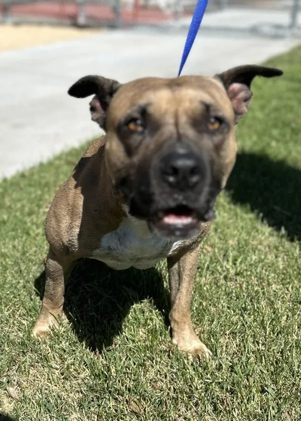An adult large-sized male Pit Bull Terrier dog named Roger for adoption in Victorville, CA
