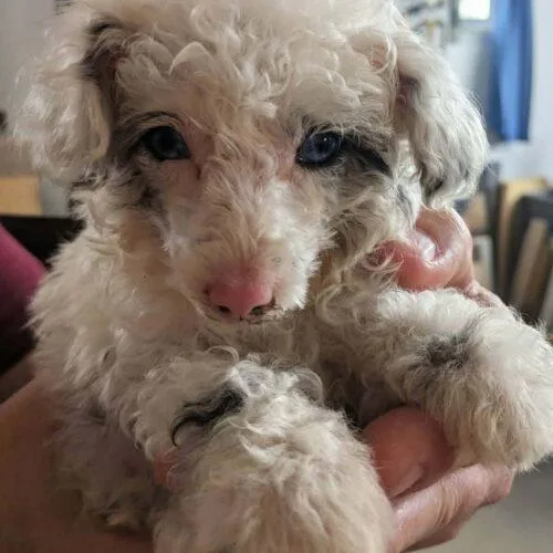 Lambchop