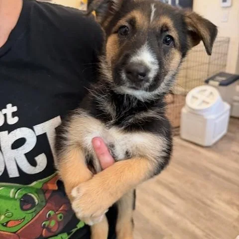 A baby medium-sized female Tricolor (Brown, Black, & White) Shepherd dog named Brielle for adoption in Agua Dulce, CA