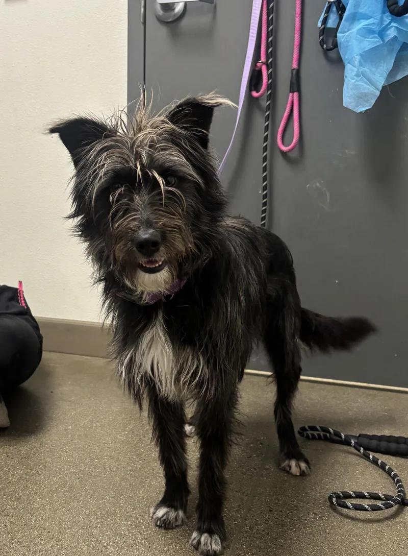 A young medium-sized female Affenpinscher dog named Rosa for adoption in Chico, CA