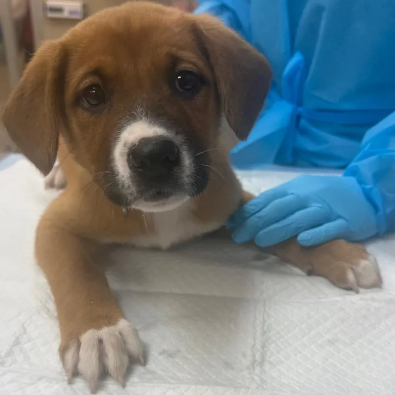 A baby small-sized female Brown / Chocolate Terrier dog named Charile for adoption in Birmingham, AL