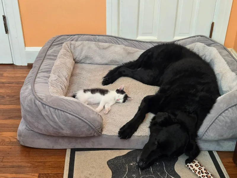A baby medium-sized female Domestic Short Hair cat named Carmelina for adoption in Rochester , NY