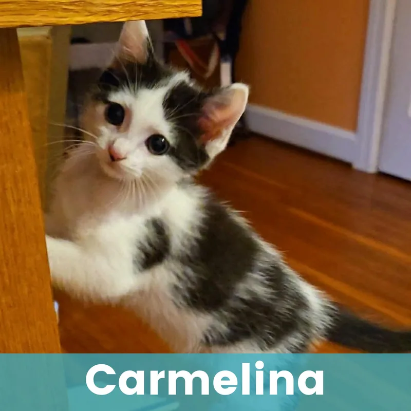 Carmelina thumbnail 5