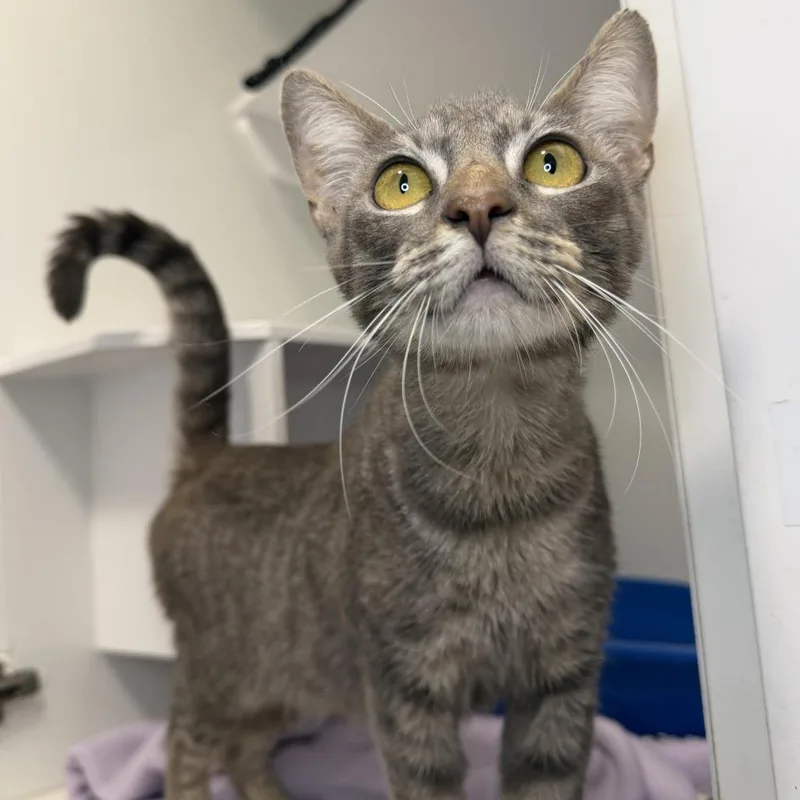 A young medium-sized female Domestic Short Hair cat named Rita Hayworth for adoption in Los Angeles, CA