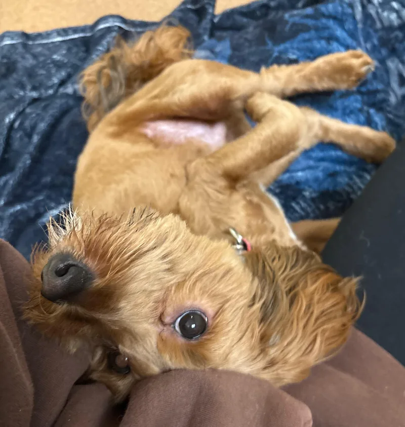 Patrick Digby O'malley thumbnail 4