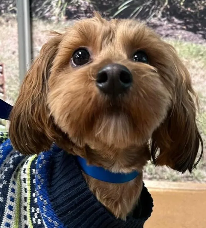 Patrick Digby O'malley