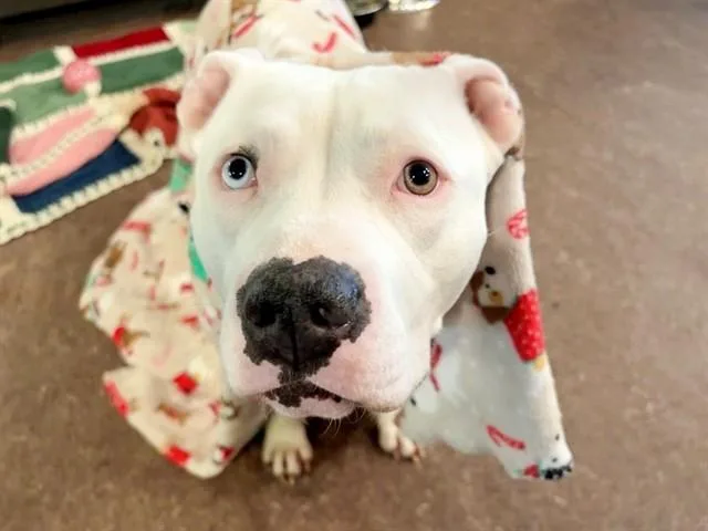 An adult large-sized female Pit Bull Terrier dog named Lily for adoption in Saint Louis, MO