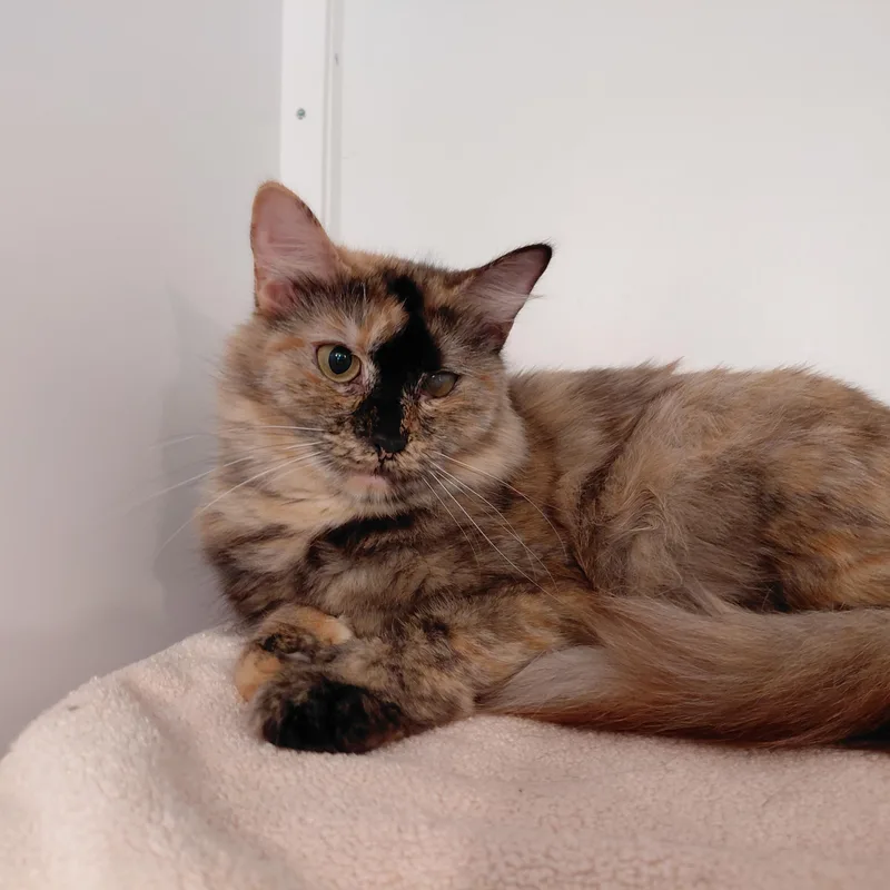 An adult medium-sized female Tortoiseshell Domestic Medium Hair cat named Elara for adoption in Littleton, NH