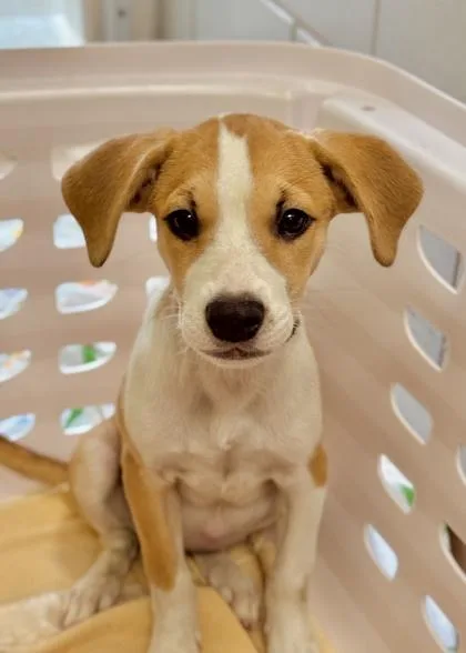 A baby medium-sized female Labrador Retriever dog named Ruthie for adoption in Madison, NJ