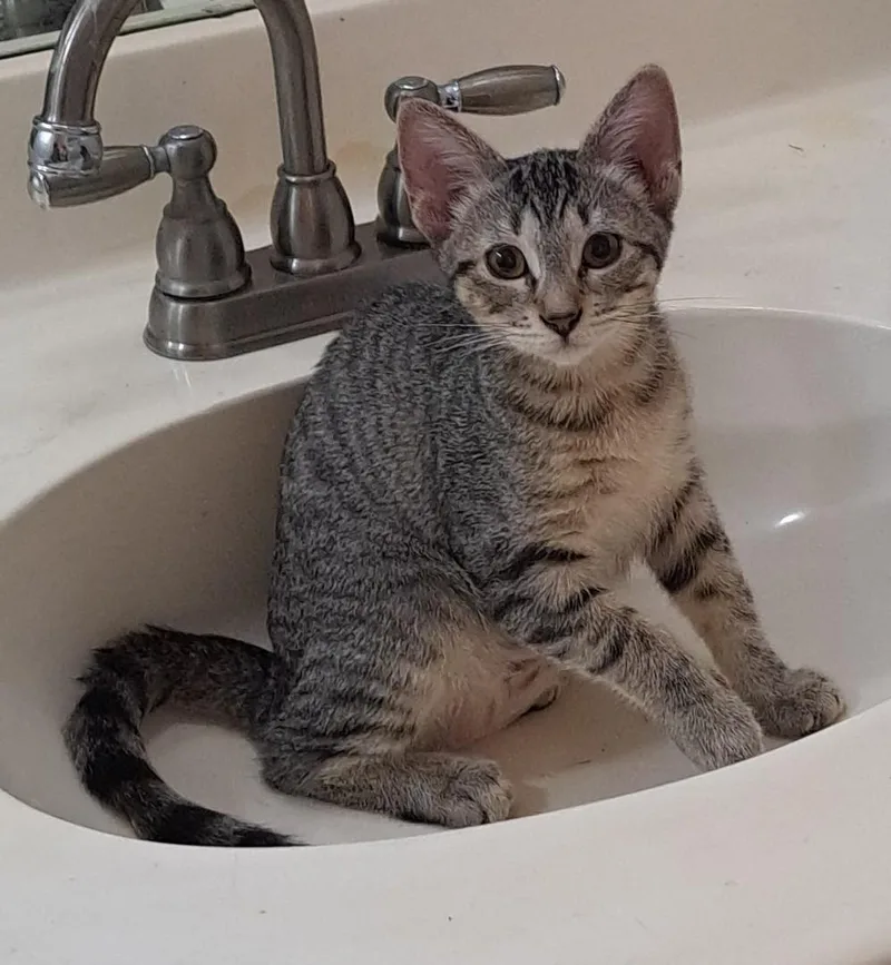 A young medium-sized female Tabby cat named Tweed Heads for adoption in Phoenix, AZ