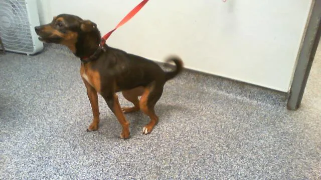A young small-sized female Mixed Breed dog named A for adoption in Charlotte, NC