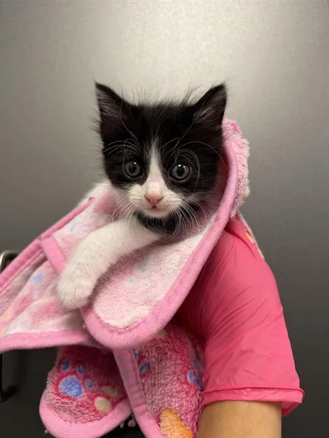 A baby small-sized male Domestic Short Hair cat named Lyle for adoption in Ontario, CA