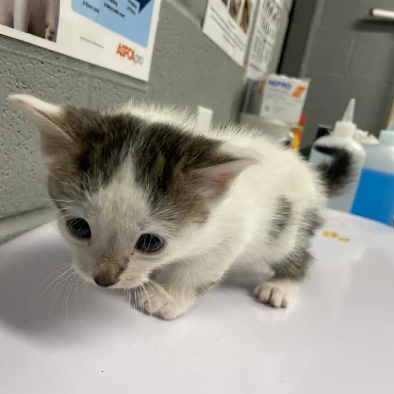 A baby small-sized female White Domestic Short Hair cat named Basil for adoption in Allentown, PA