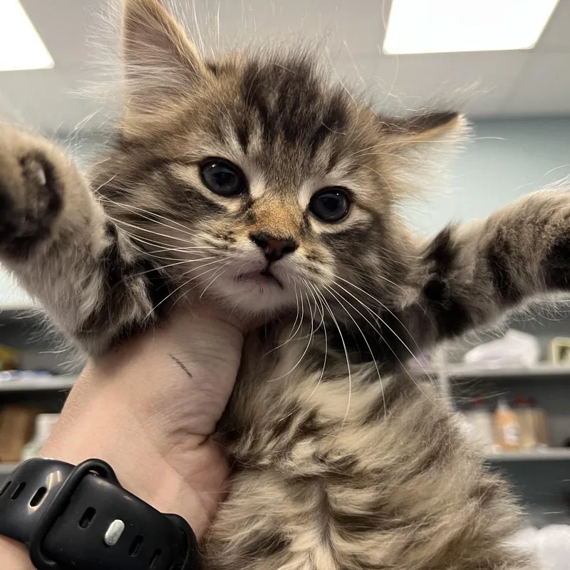 A baby small-sized female Brown / Chocolate Domestic Medium Hair cat named Flax for adoption in Greensboro, NC