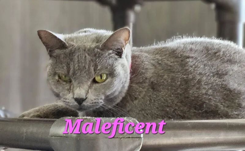 An adult medium-sized female Gray / Blue / Silver Domestic Short Hair cat named Maleficient for adoption in Macon, GA