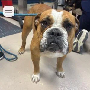 A young medium-sized female English Bulldog dog named Marmalade for adoption in Belmar, NJ