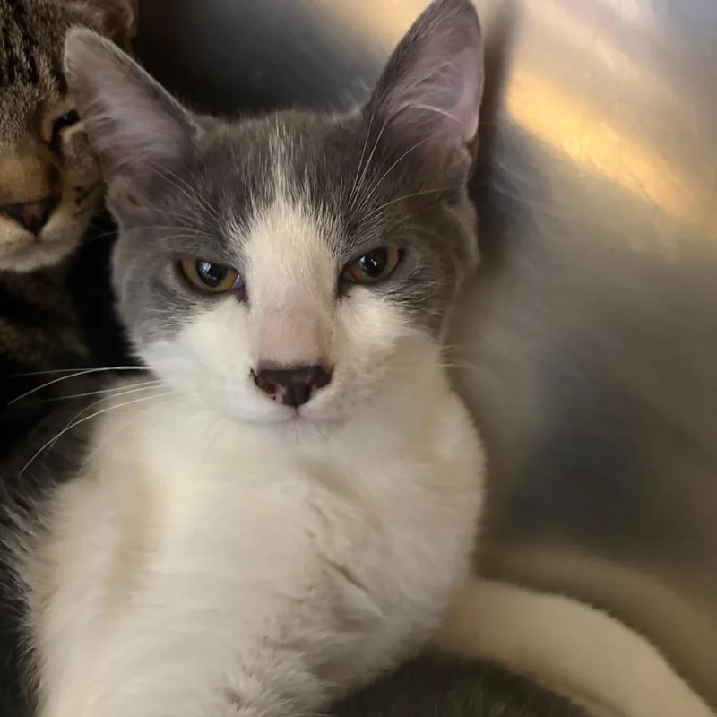 A baby small-sized male Gray / Blue / Silver Domestic Short Hair cat named Refrigerator for adoption in Spokane, WA