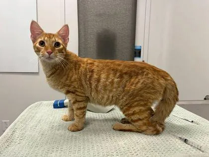 A young medium-sized male Orange / Red Domestic Short Hair cat named Dwight Schrute for adoption in Kansas City, MO