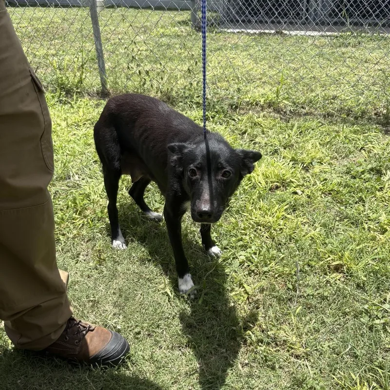 A young medium-sized female Black Border Collie dog named Mother Willow for adoption in Austin, TX