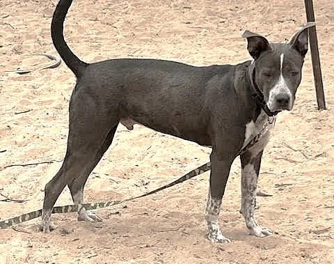 Taco Paco thumbnail 4