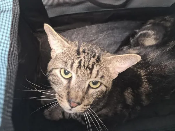 An adult medium-sized male Domestic Short Hair cat named Marbles for adoption in New York, NY
