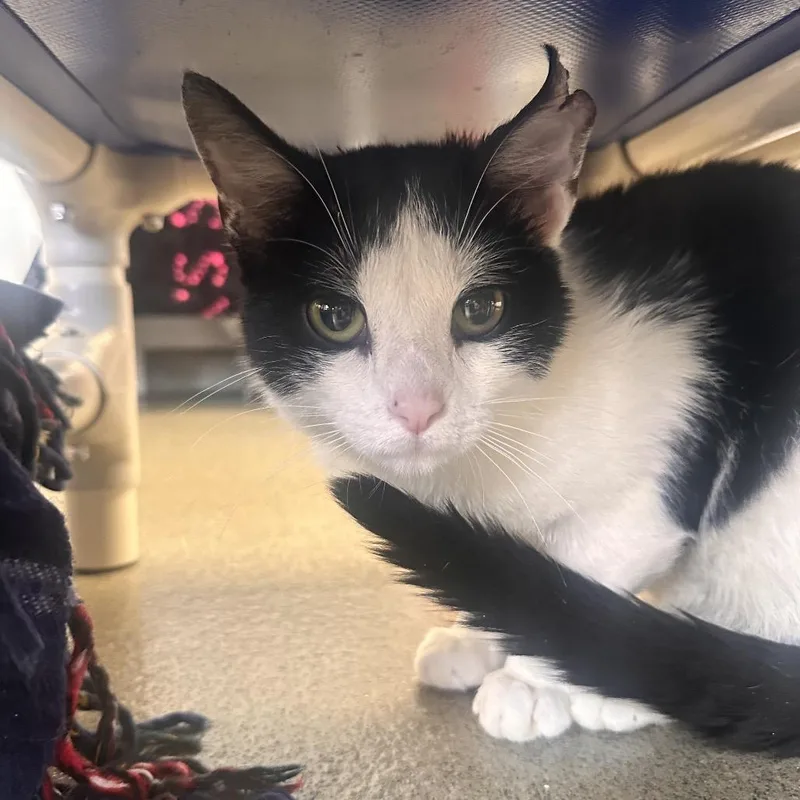 An adult medium-sized male Black Domestic Short Hair cat named Truder for adoption in Rocky Mount, VA