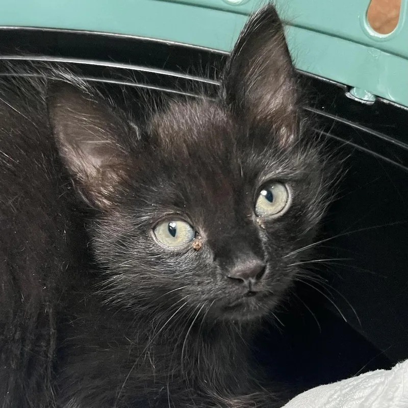 A baby small-sized female Black Domestic Short Hair cat named Solara for adoption in Palm Springs, CA