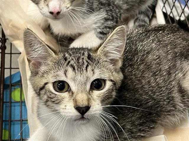 A baby small-sized female Brown / Chocolate Domestic Short Hair cat named Tinnie for adoption in Tavares, FL