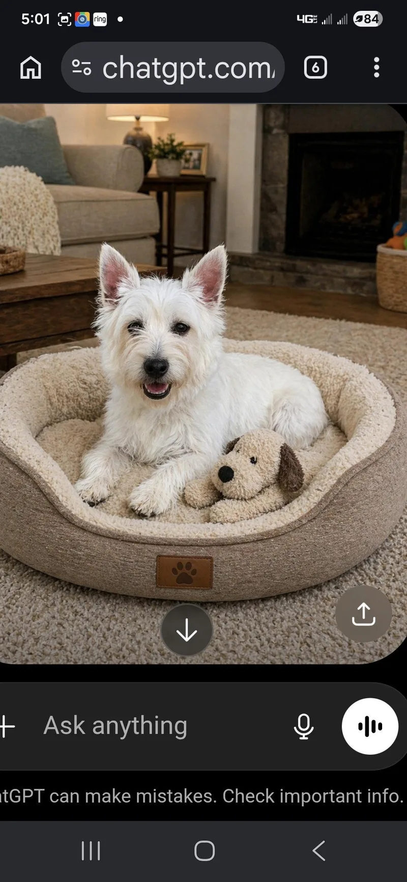 An adult small-sized female West Highland White Terrier / Westie dog named Sophia for adoption in Seaford, DE