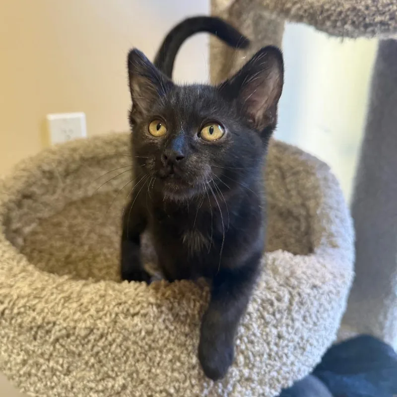 A baby small-sized male Black Domestic Short Hair cat named Noodles for adoption in Agoura Hills, CA
