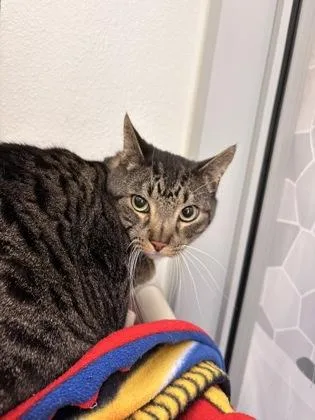 An adult extra large-sized male Domestic Short Hair cat named Liam Bam Bam for adoption in Seattle, WA