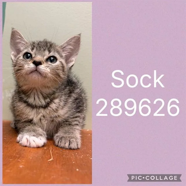 A baby small-sized female Domestic Short Hair cat named Sock for adoption in Macon, GA