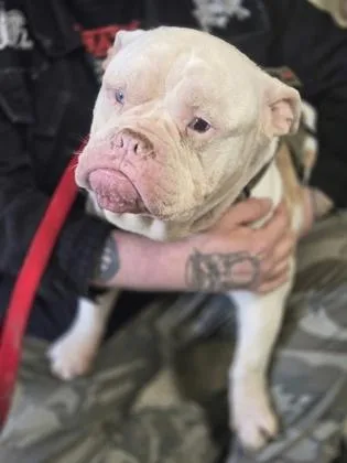 An adult medium-sized male American Bulldog dog named Olaf for adoption in Clarks Summit, PA