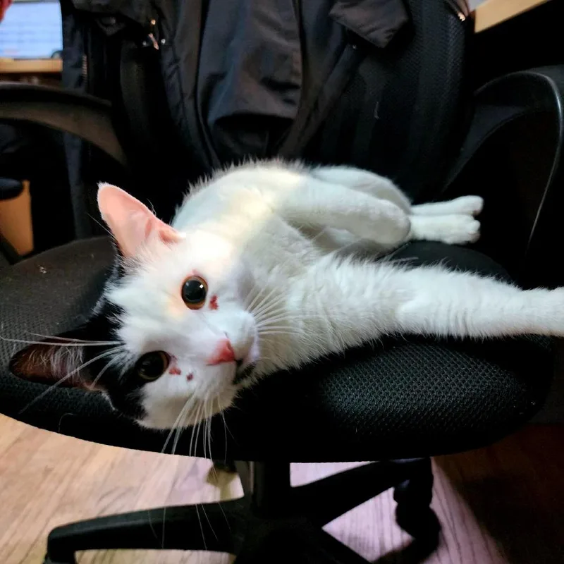 An adult medium-sized male Black Domestic Short Hair cat named Oreo Mcflurry for adoption in Baltimore, MD