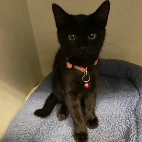 A baby small-sized female Black Domestic Short Hair cat named Amber for adoption in Dayton, OH