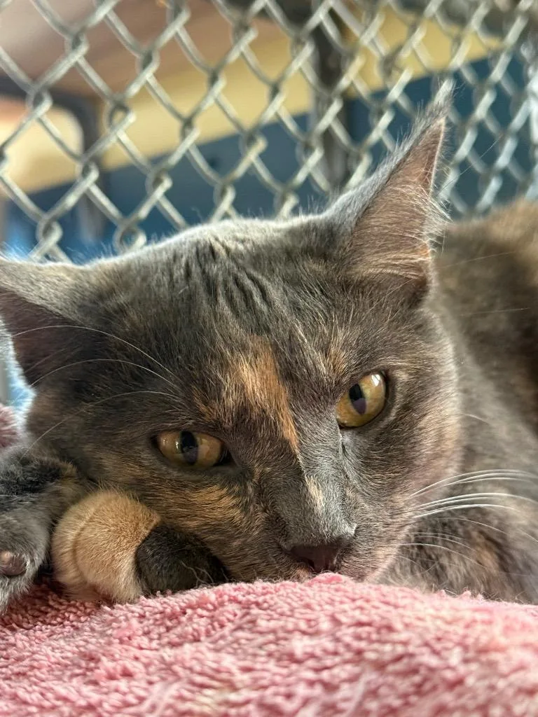 A young small-sized female Domestic Short Hair cat named Orchid for adoption in Syracuse, IN