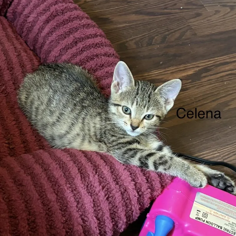 A baby small-sized female Buff / Tan / Fawn Domestic Short Hair cat named Celena for adoption in Shelbyville, IL