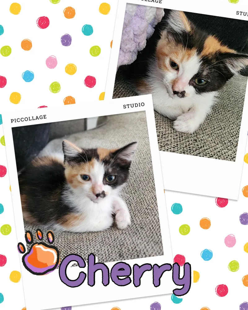 A baby medium-sized female Calico cat named Cherry for adoption in Pasco, WA